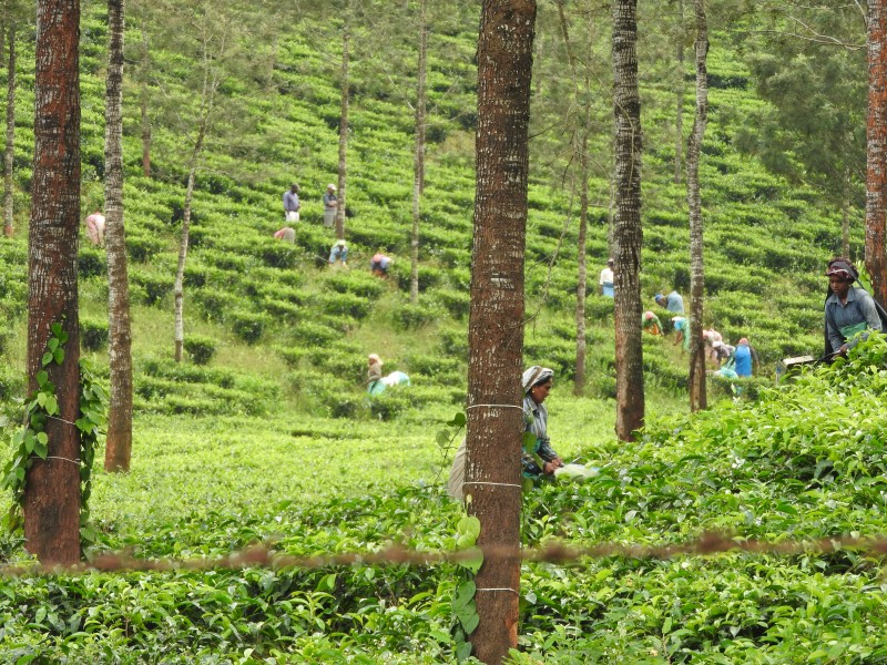 08 PERIYAR Piantagione di te